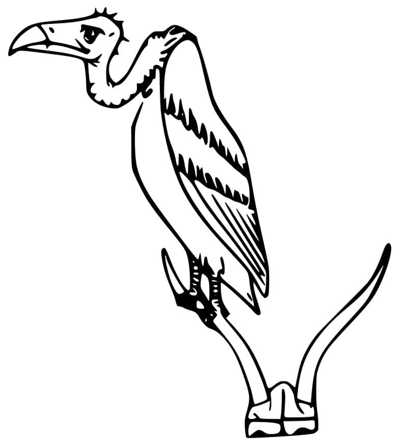 Tô Màu Chim Kền Kền