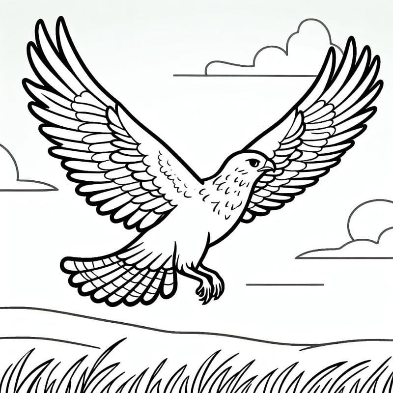 Con Chim Ưng Đẹp