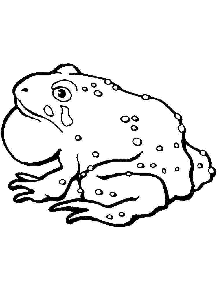 Con Cóc Đơn Giản