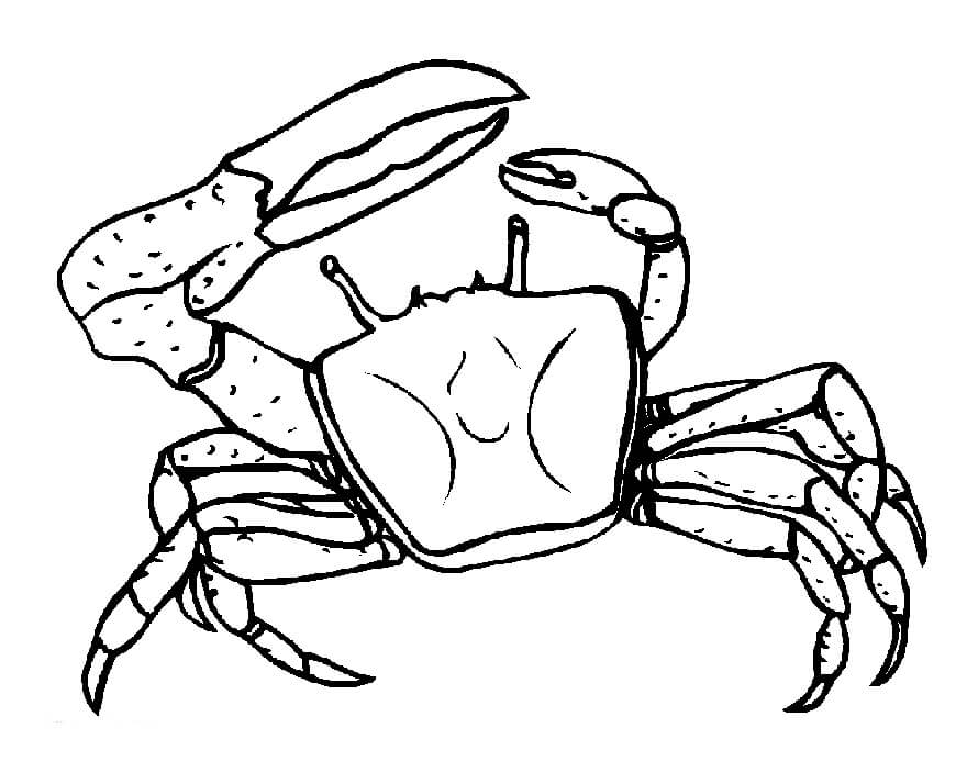 Con Cua Càng To Càng Nhỏ