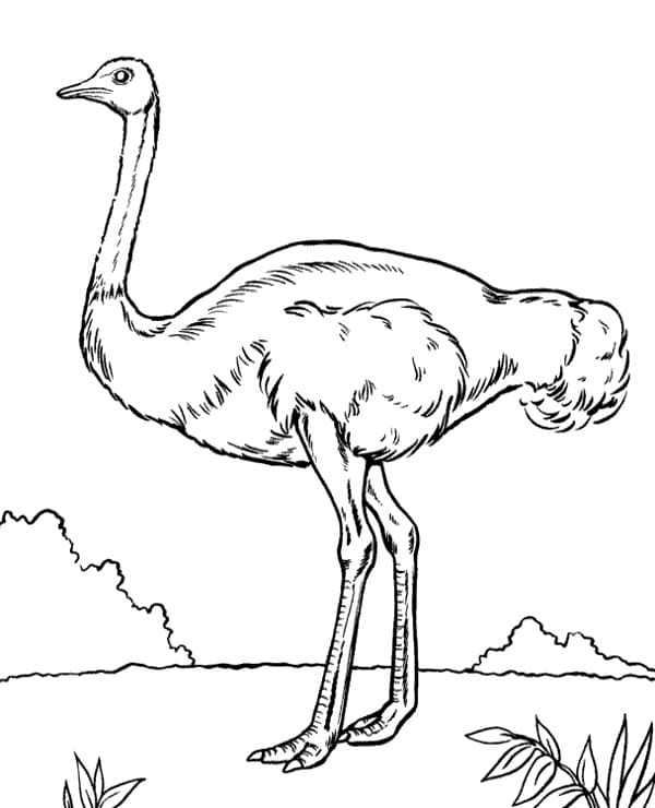 Con Đà Điểu Hoang Dã