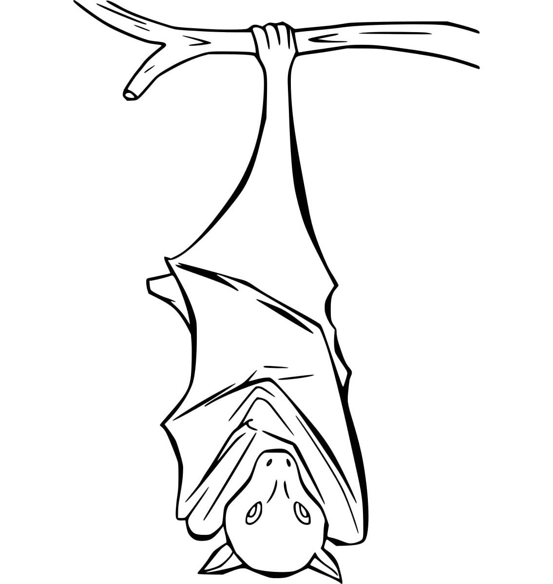 Con Dơi Nghỉ Ngơi