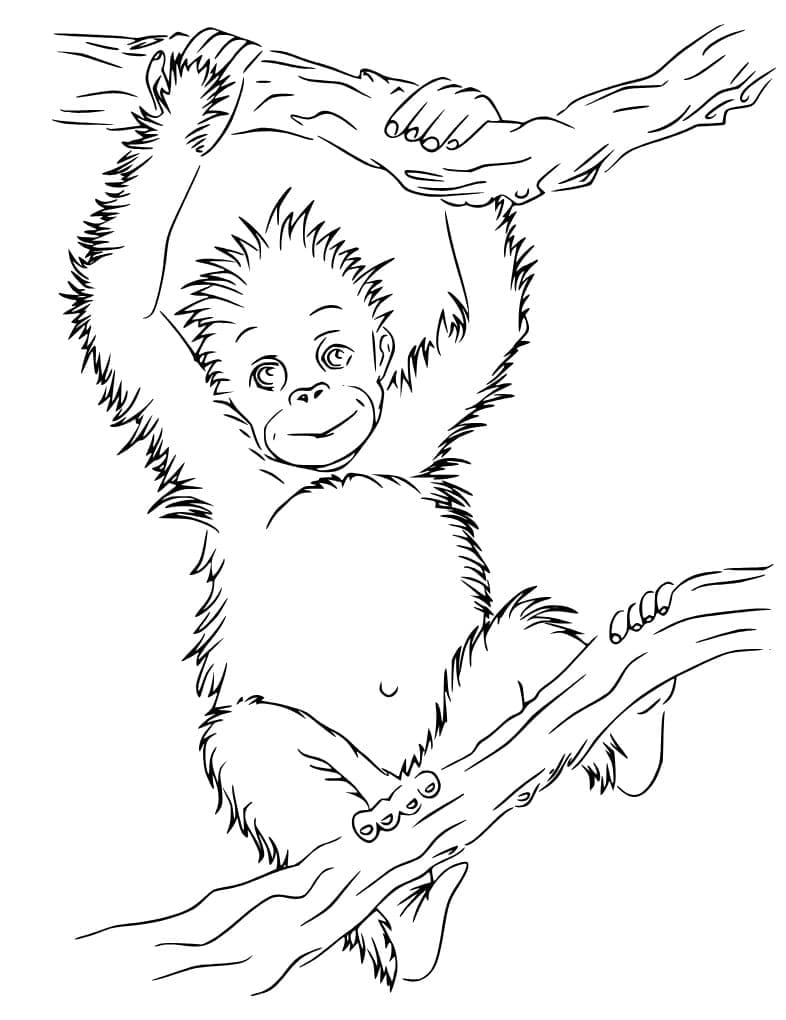 Con Đười Ươi Bé