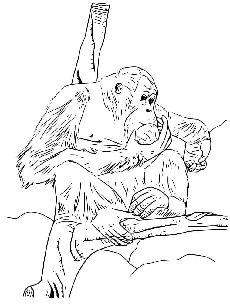 Con Đười Ươi Ở Trên Cây