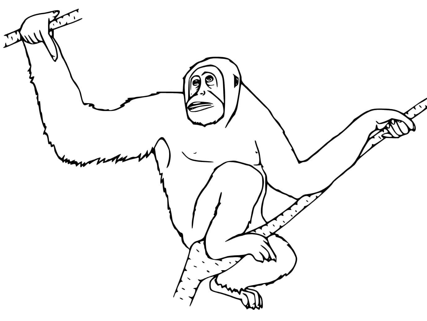 Con Đười Ươi Trên Cây