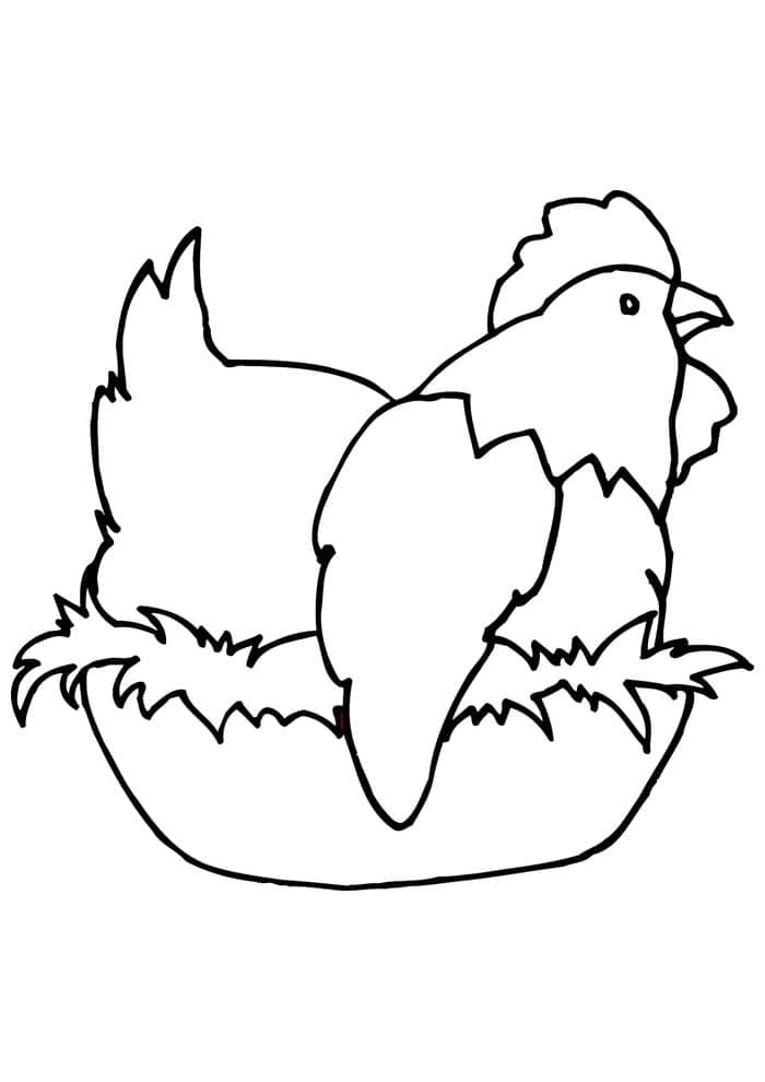 Con Gà Mái Ấp Trứng