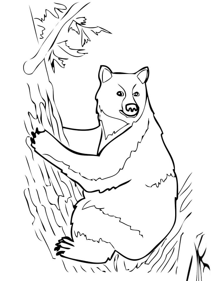 Con Gấu Đen Trên Cây