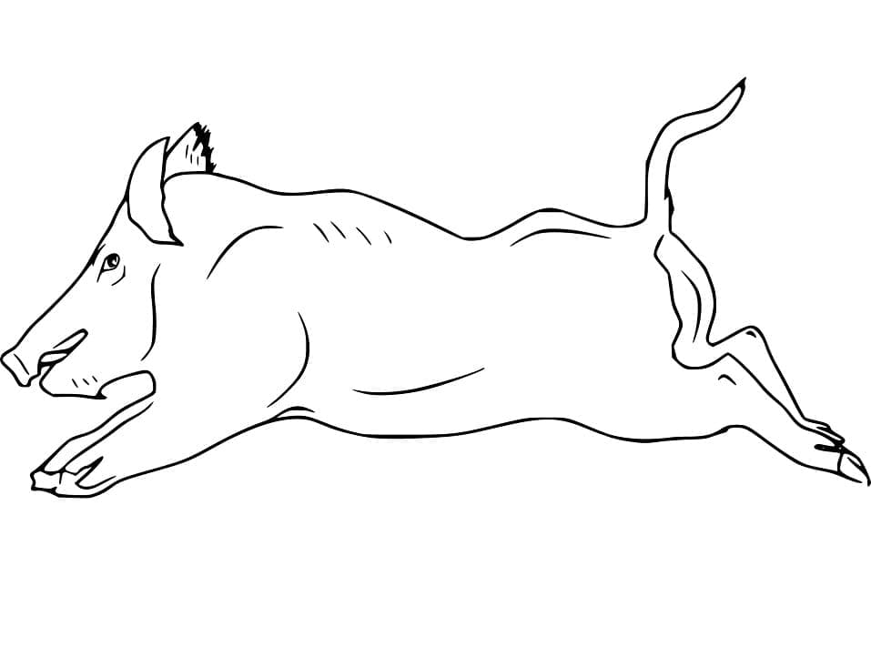 Con Heo Rừng Chạy