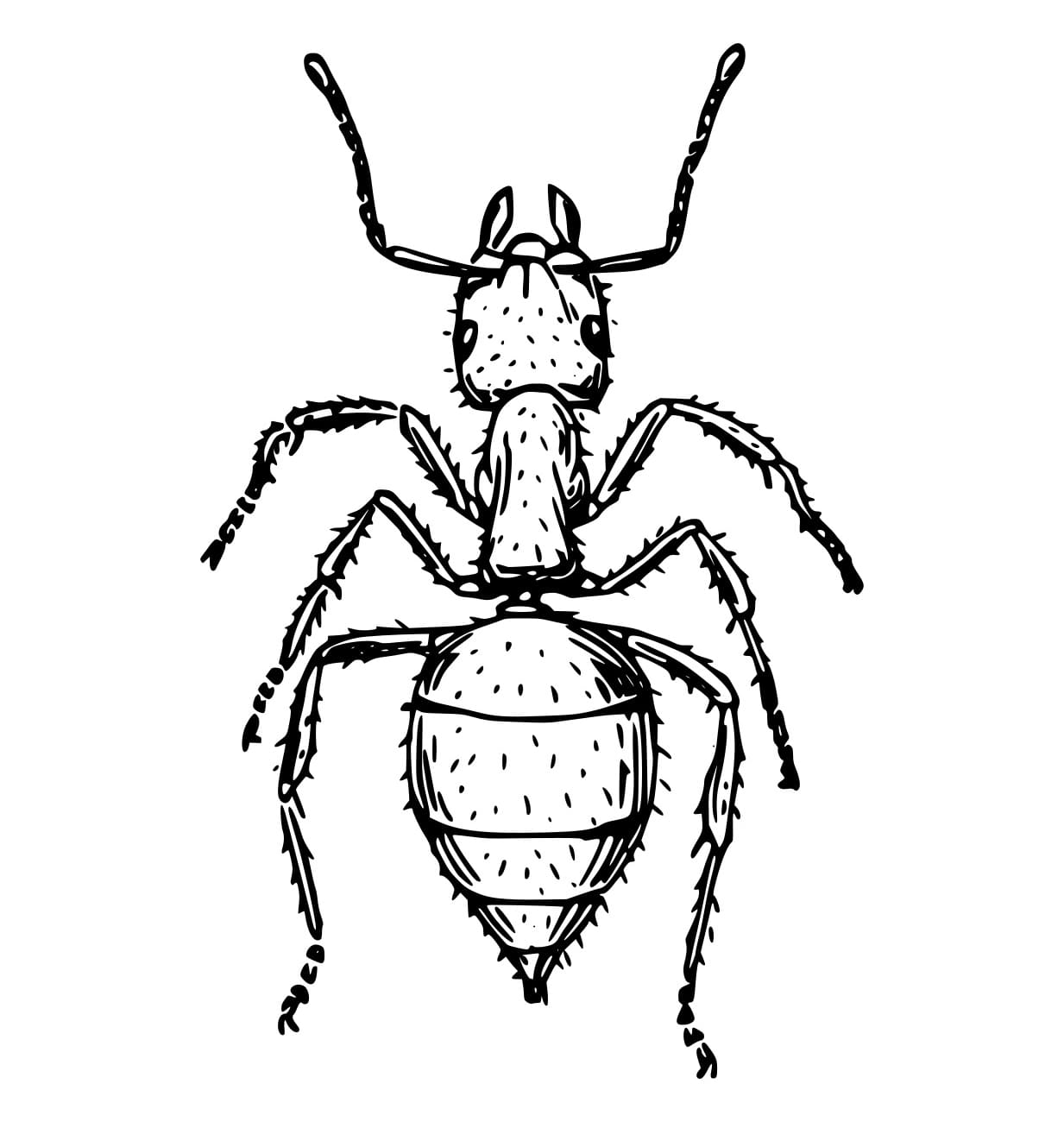 Con Kiến Nhiều Lông