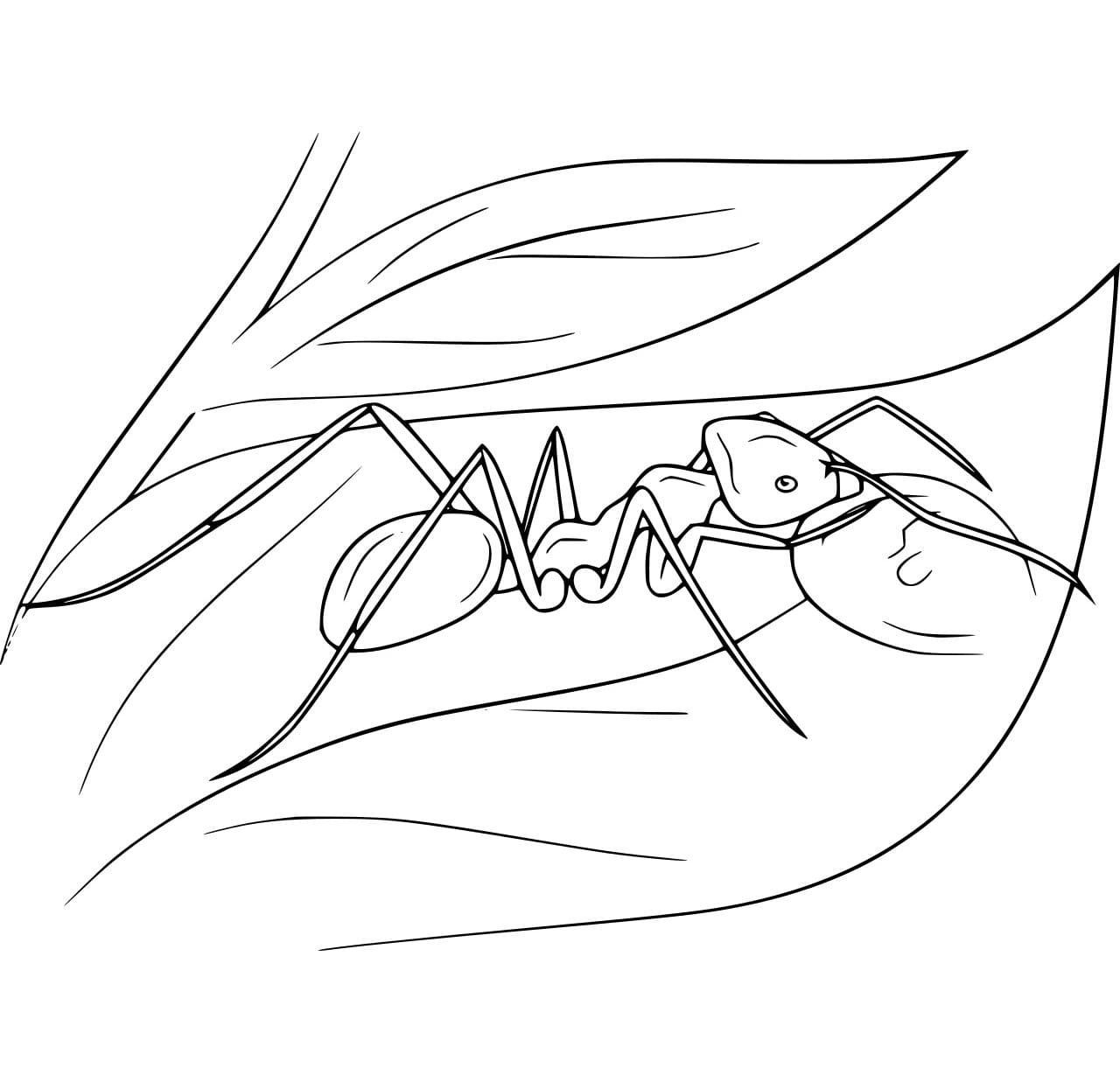 Con Kiến Trên Lá