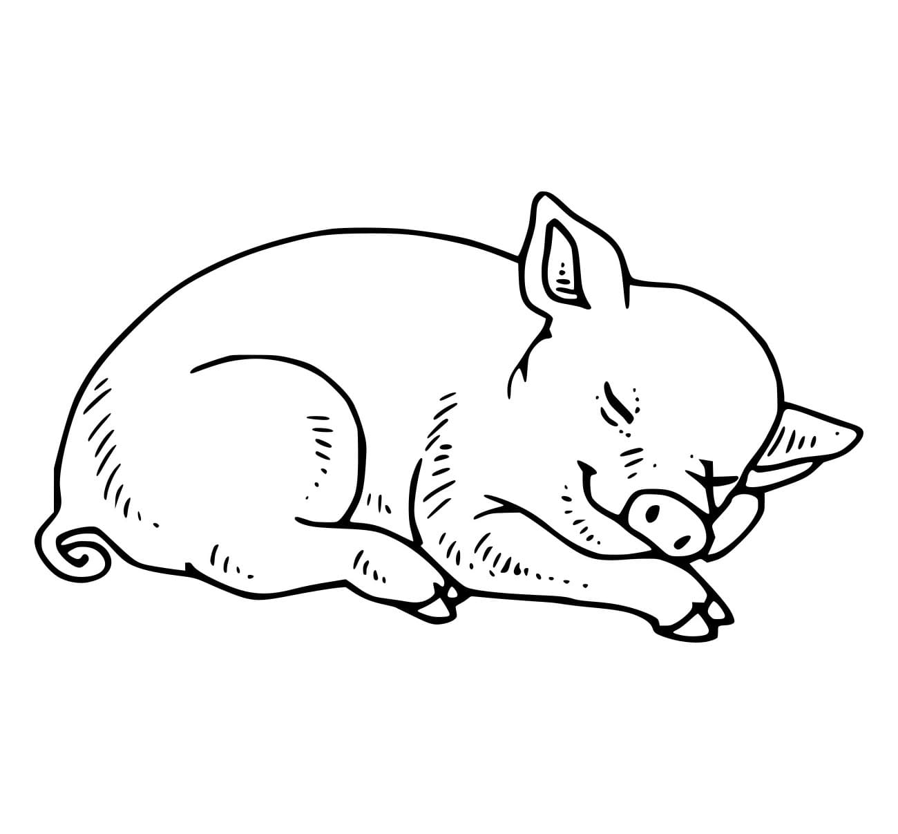 Con Lợn Đang Ngủ