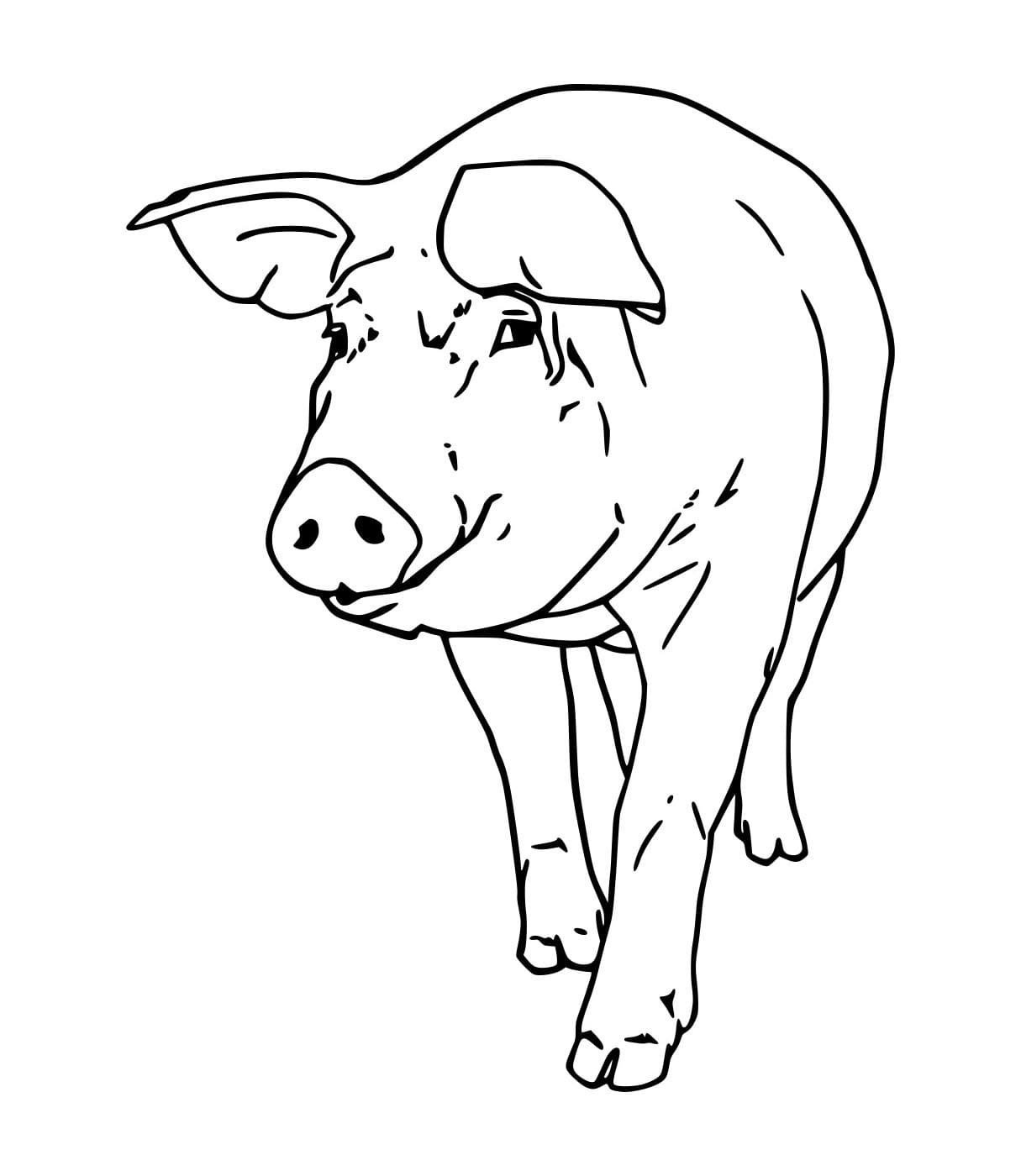 Con Lợn Đi Dạo