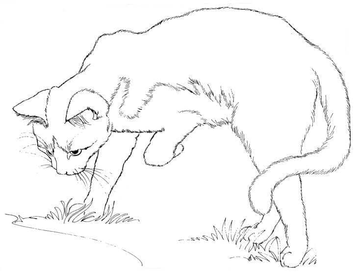 Con Mèo Trên Bãi Cỏ