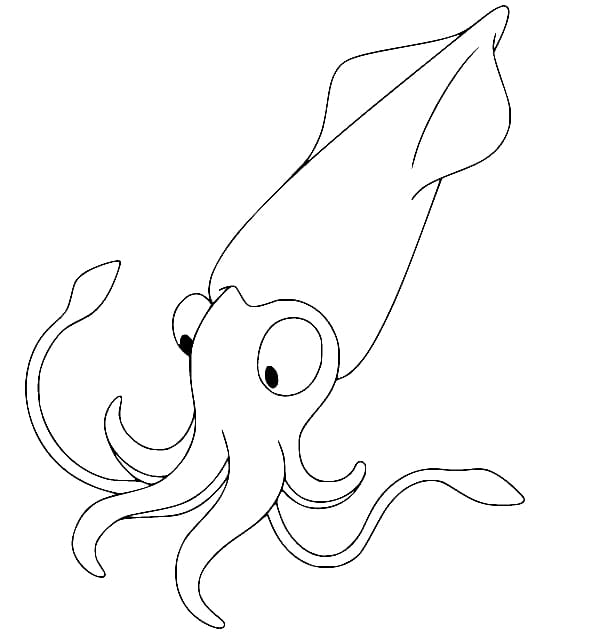 Con Mực Nhìn Chăm Chú