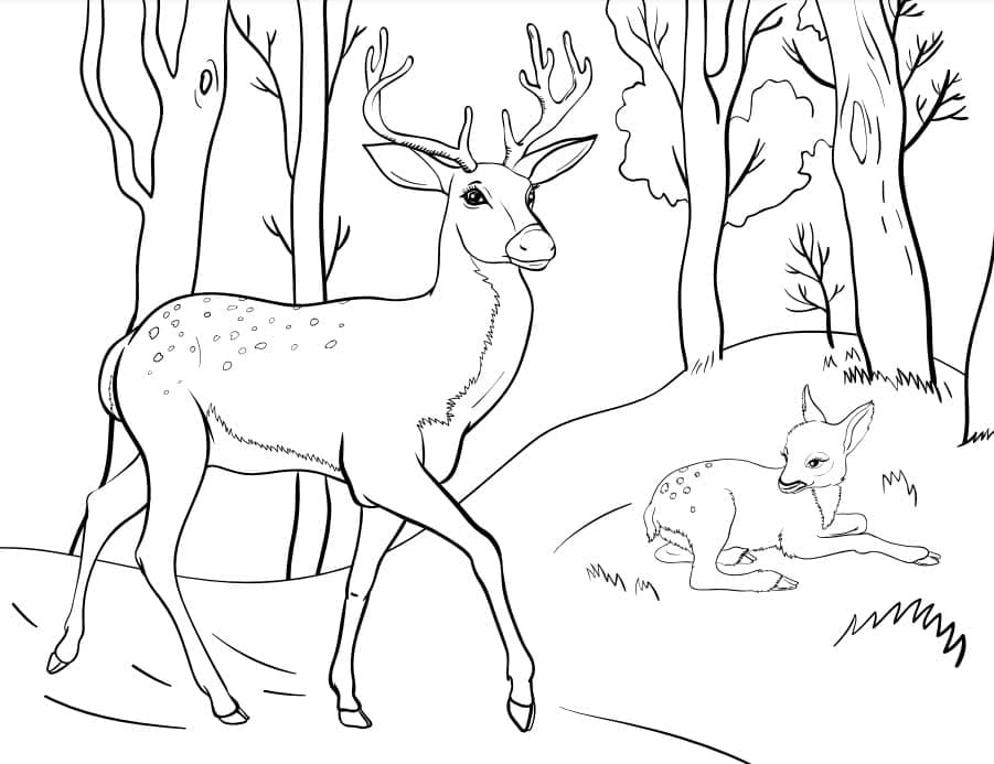 Con Nai Đi Trong Rừng