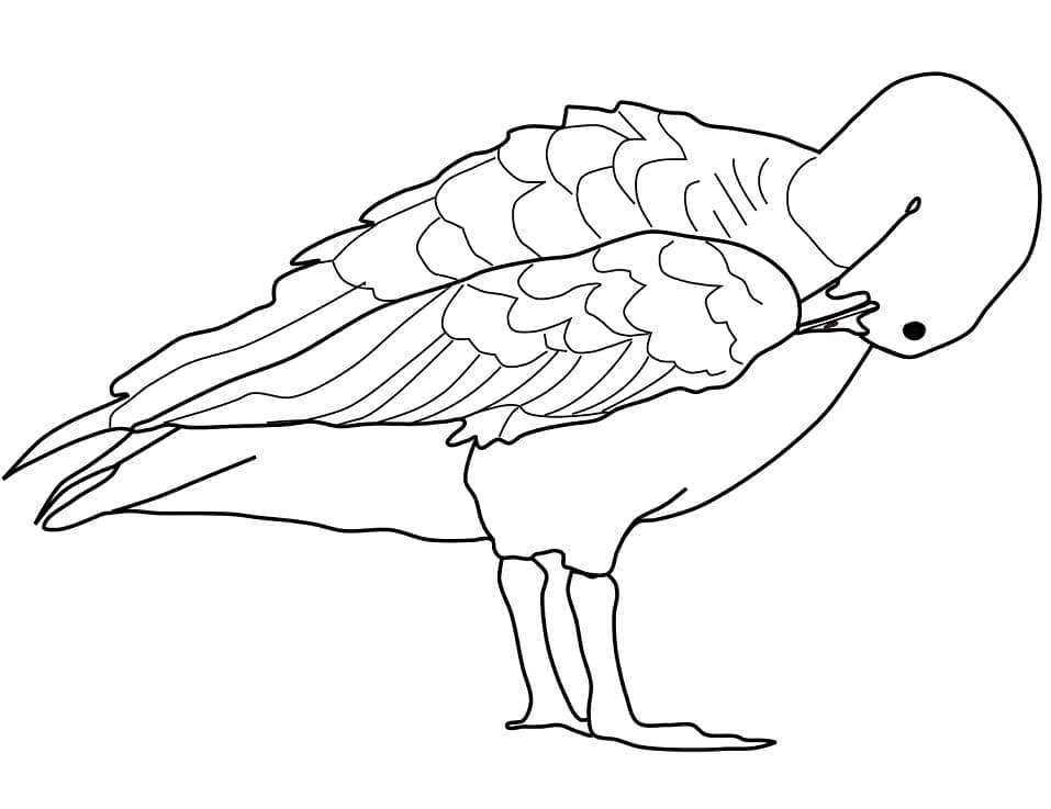 Con Ngỗng Rỉa Lông