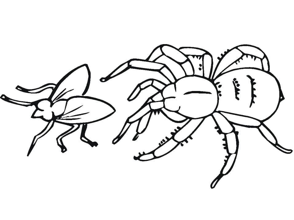 Con Nhện Bắt Ruồi