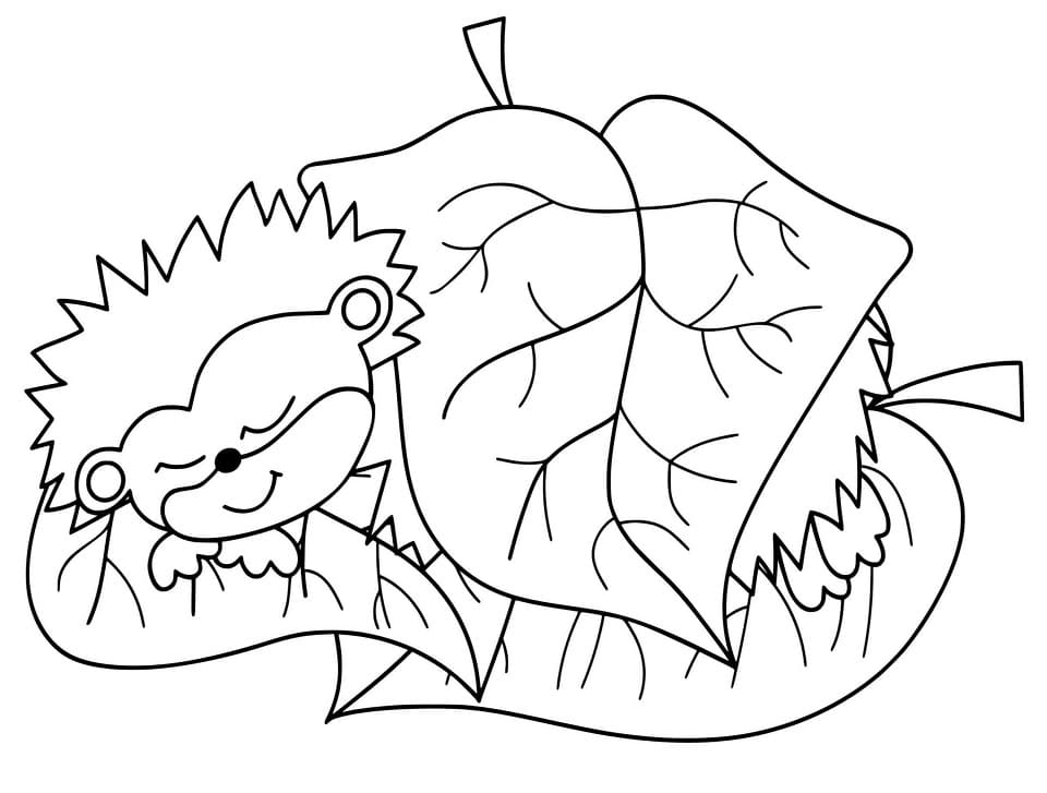 Con Nhím Đang Ngủ