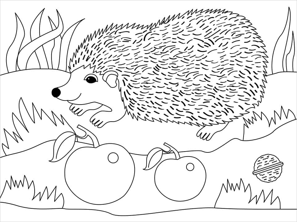 Con Nhím và Trái Cây