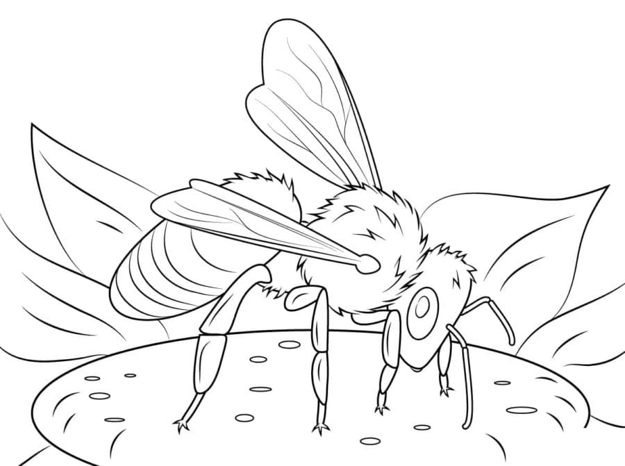 Con Ong Nhỏ Hút Mật