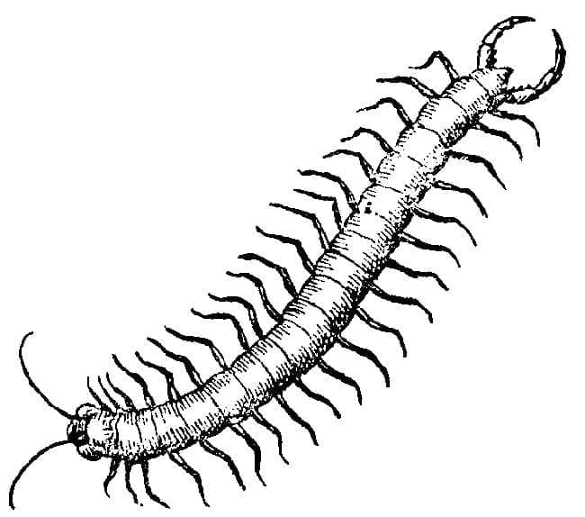 Con Rết Đáng Sợ