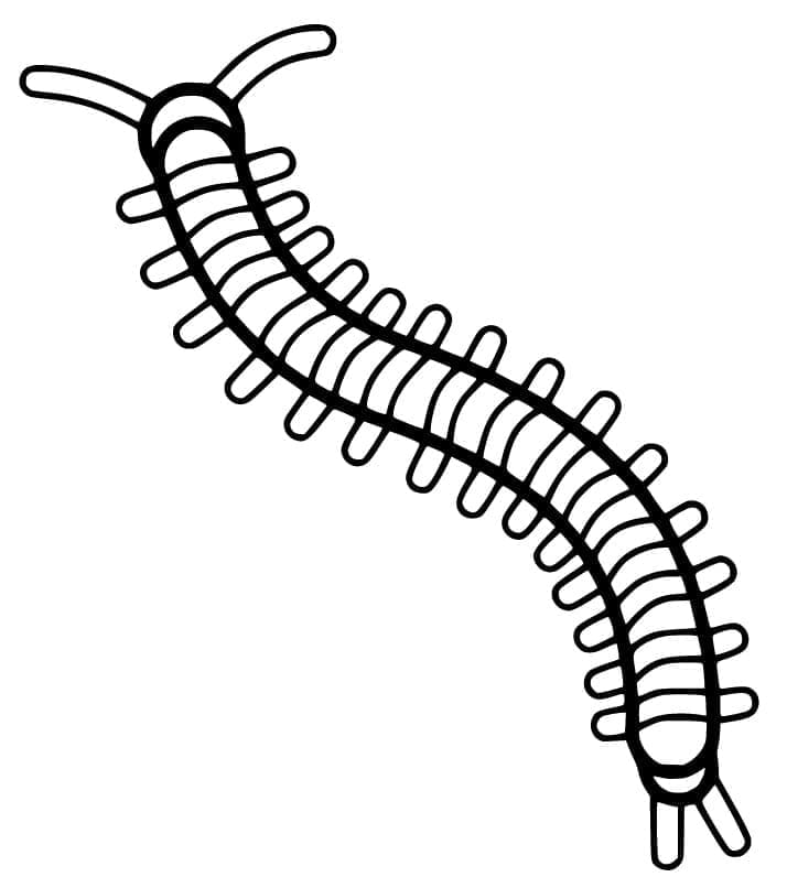 Con Rết Dễ và Đơn Giản