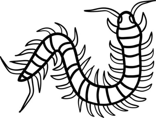 Con Rết Đơn Giản và Dễ Dàng