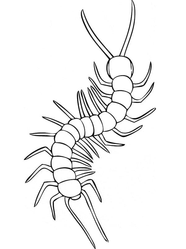 Con Rết Đơn Giản