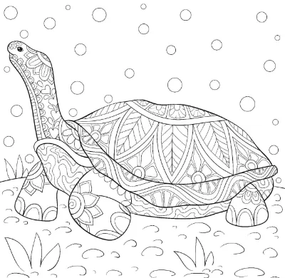 Con Rùa Rất Đẹp