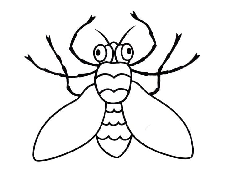 Con Ruồi Cho Bé Mẫu Giáo