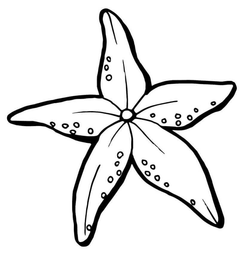 Con Sao Biển Đơn Giản