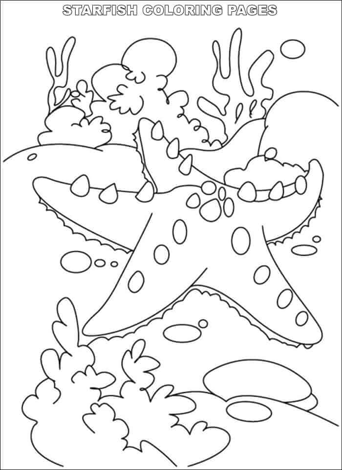 Con Sao Biển Dưới Biển