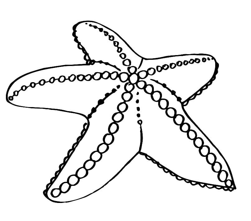 Con Sao Biển Lớn