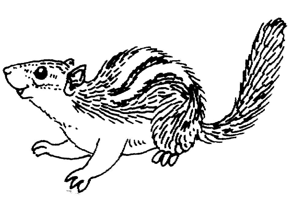 Con Sóc Chuột Mỉm Cười