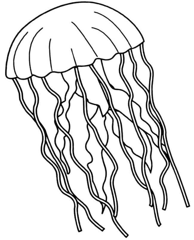 Con Sứa Bình Thường