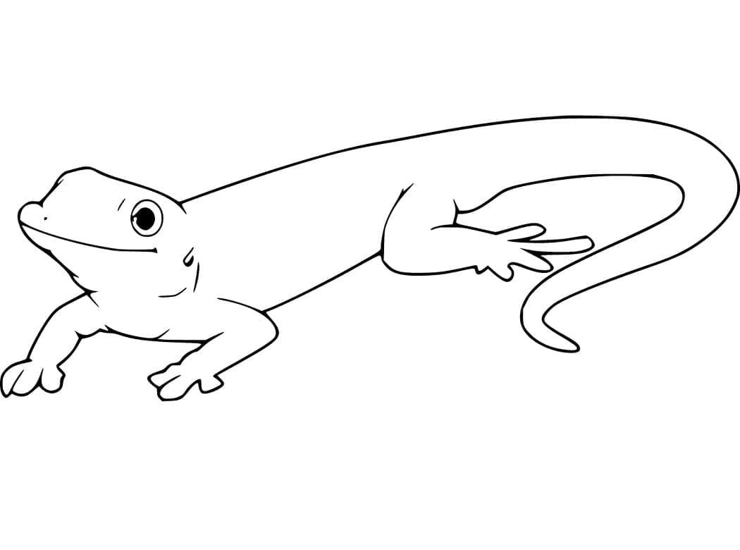 Con Tắc Kè Đáng Yêu