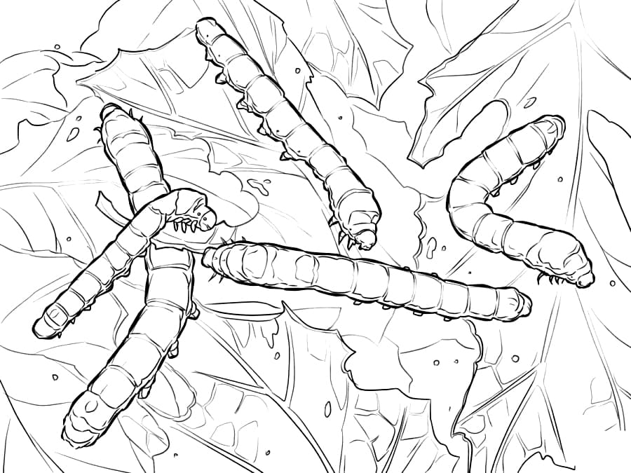 Con Tằm Ăn Lá Dâu