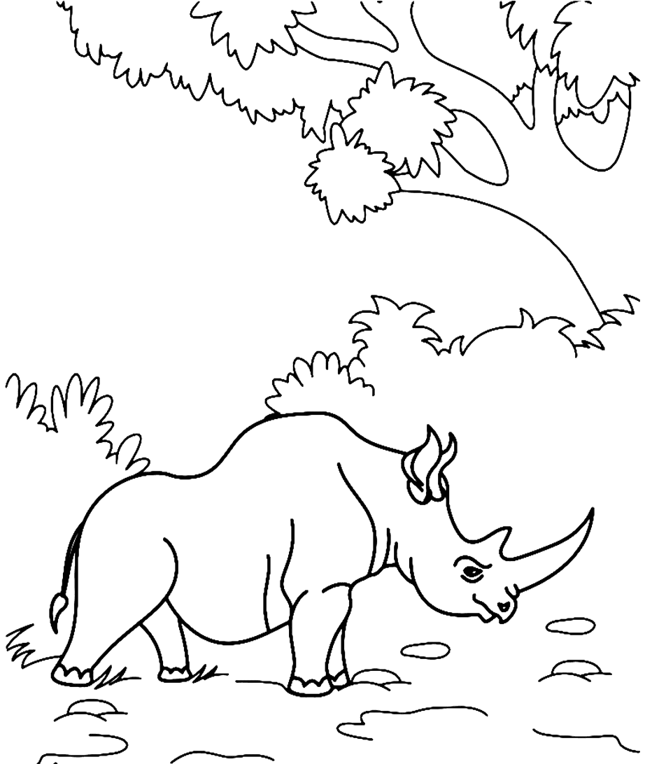 Con Tê Giác Hoang Dã