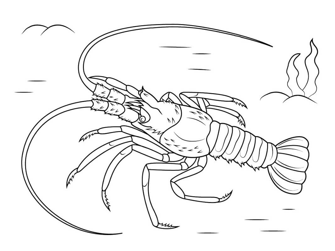 Con Tôm hùm Dưới Biển