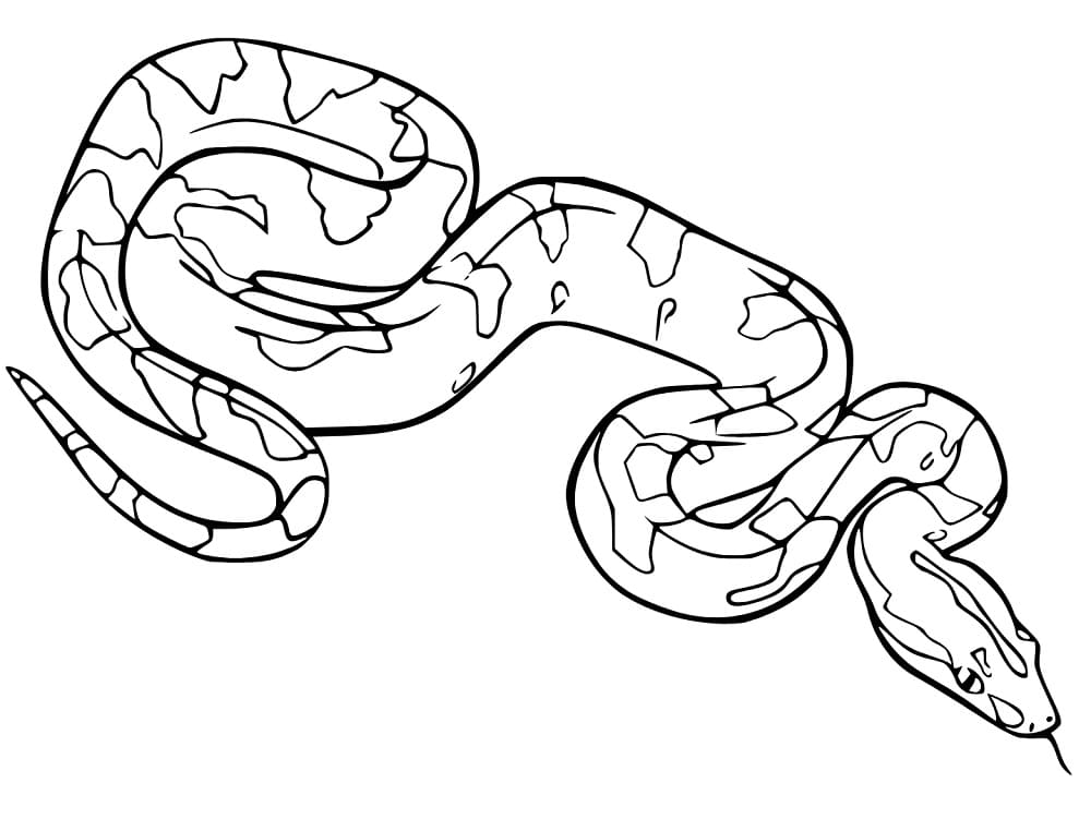 Con Trăn Đơn Giản