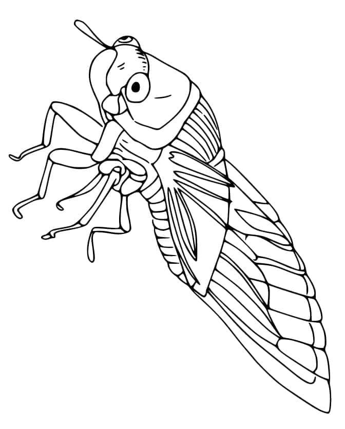 Tô Màu Con Ve Sầu