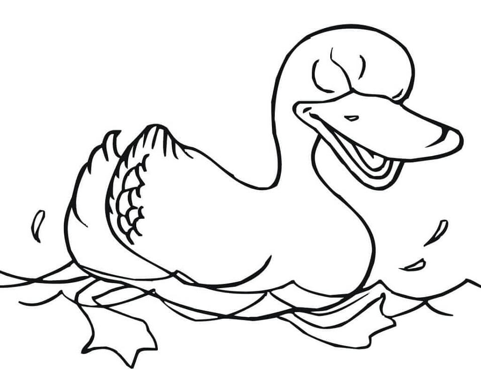 Con Vịt Đang Bơi