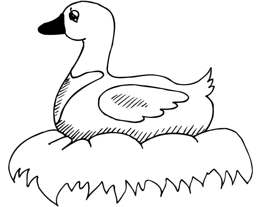 Con Vịt Trong Tổ