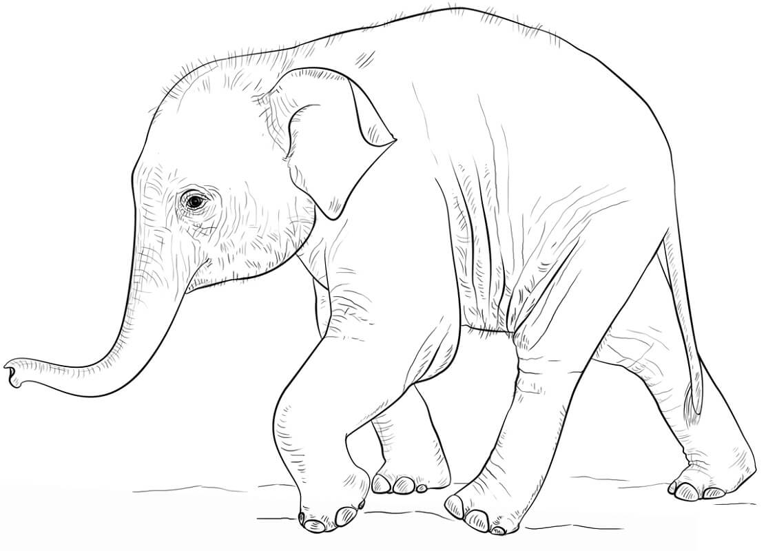 Con Voi Con Đang Đi