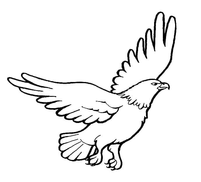 Đại Bàng Đang Bay