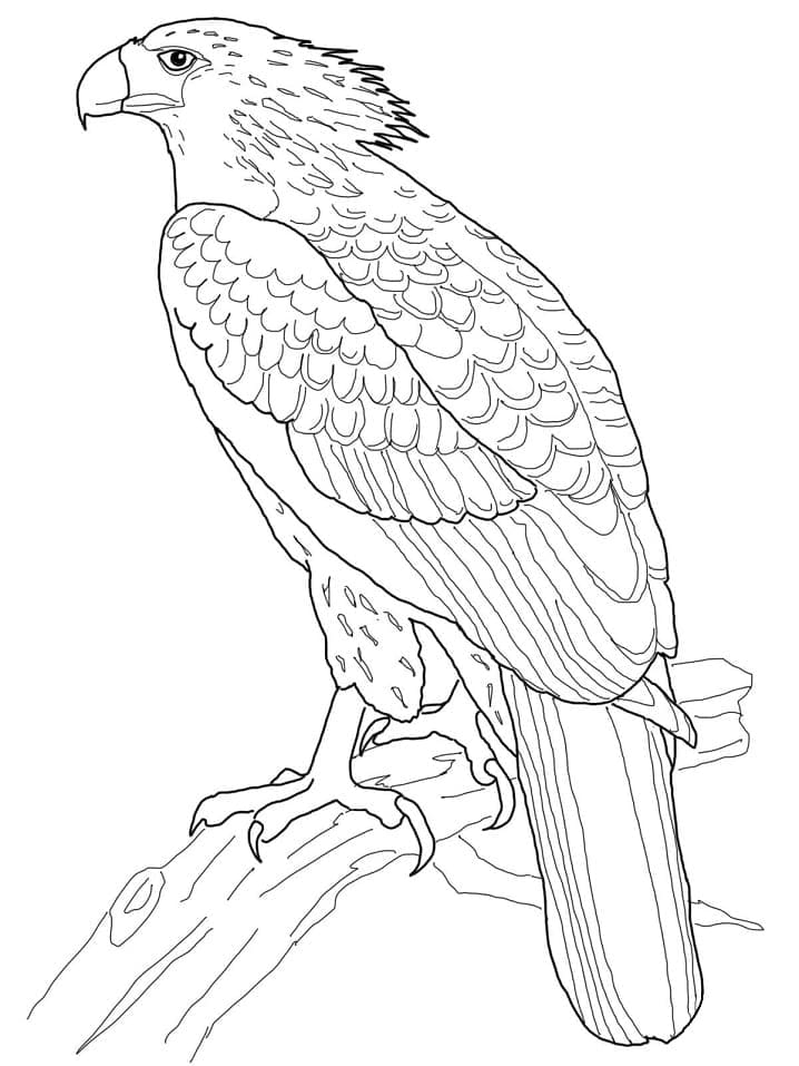 Đại Bàng Đậu Trên Cây