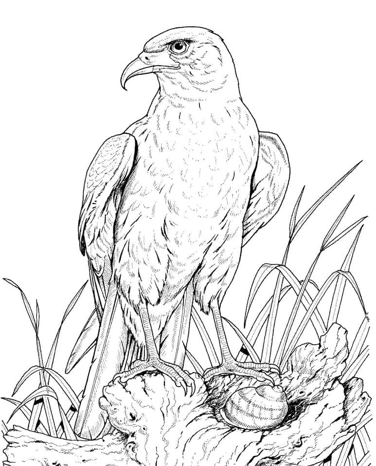 Đại Bàng Hoang Dã