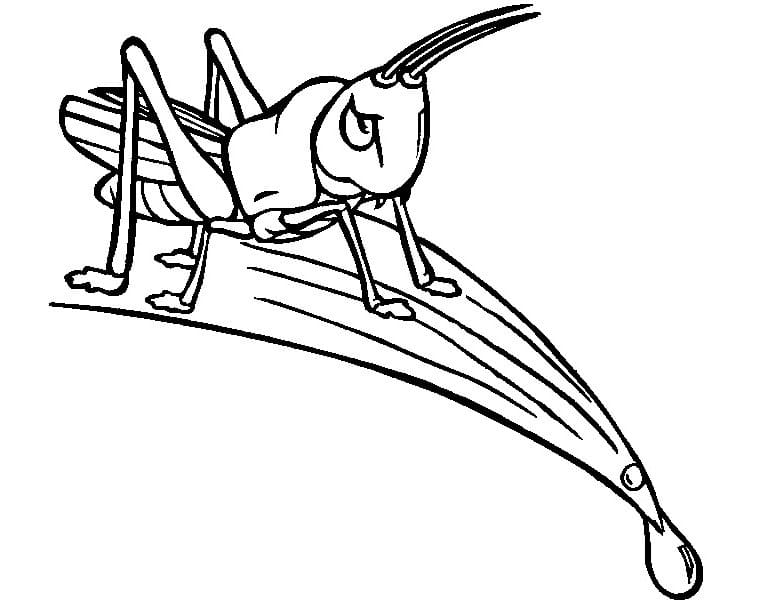 Dế Mèn Trên Chiếc Lá