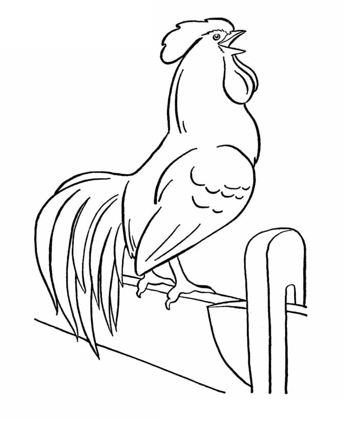 Gà Trống Trên Hàng Rào