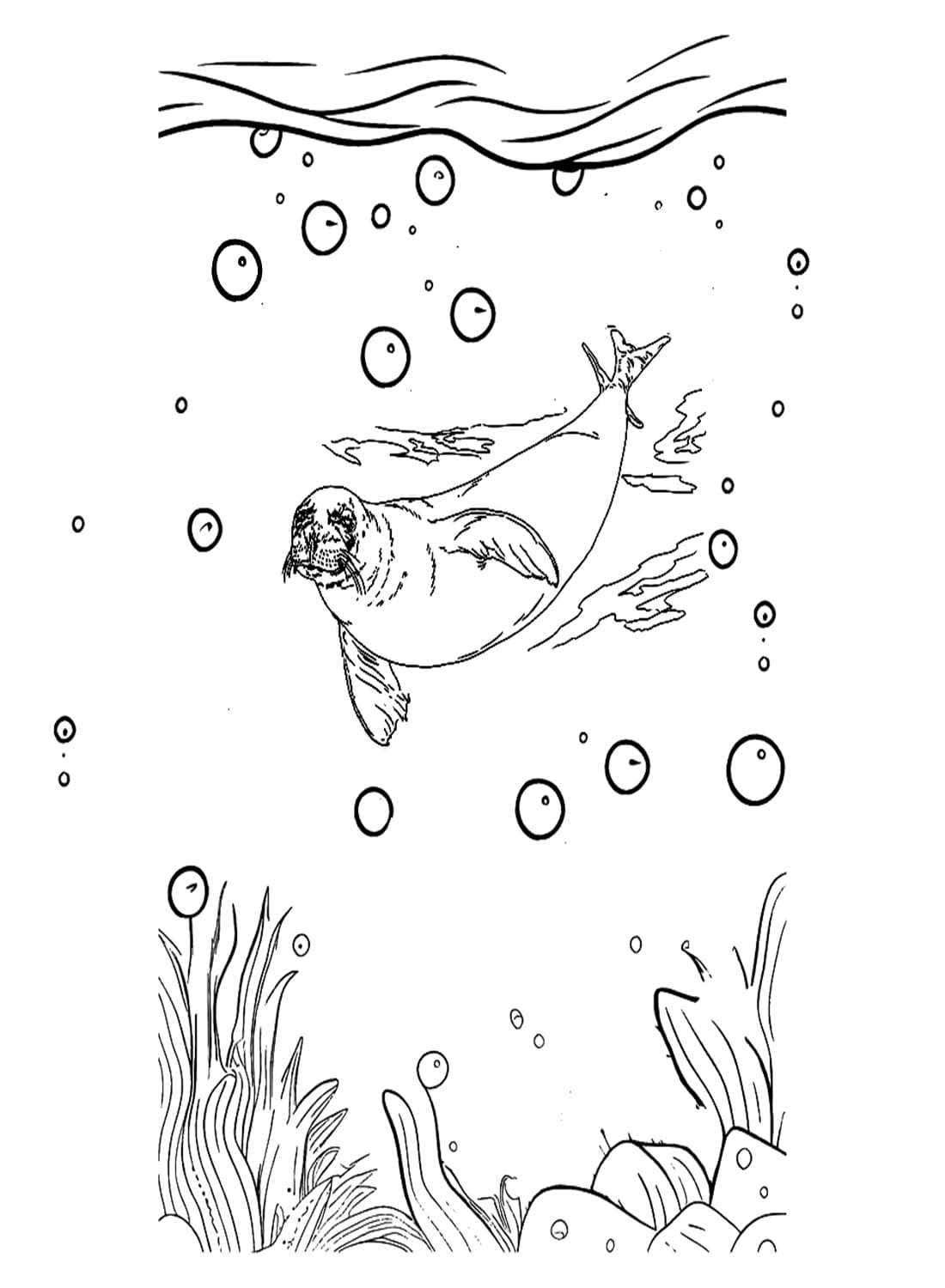 Hải Cẩu Lưới Biển